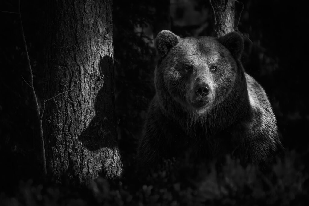 Copyright: Heikki WIllamo