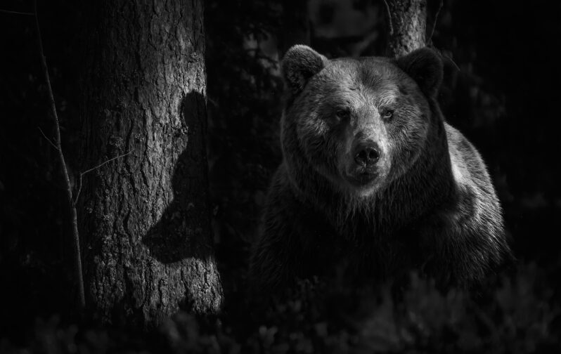Copyright: Heikki WIllamo